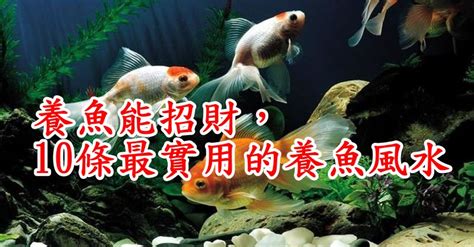 風水魚數量|養魚能招財，10條最實用的養魚風水（你一定要知道）。